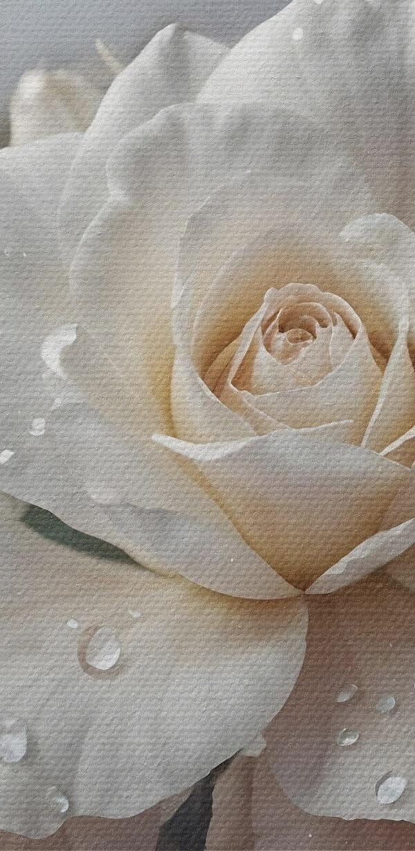 Groupe de roses blanches avec gouttes d'eau Groupe de roses blanches avec gouttes d'eau