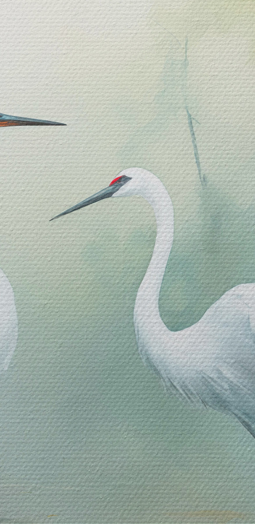 Couple d'oiseaux blancs dans un étang