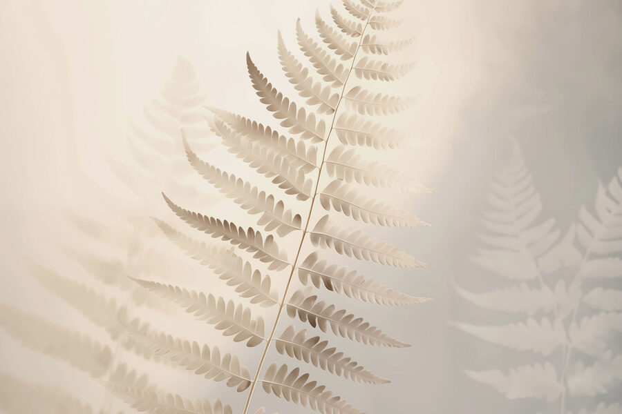Feuilles de fougères délicates dans une lumière douce Feuilles de fougères délicates dans une lumière douce