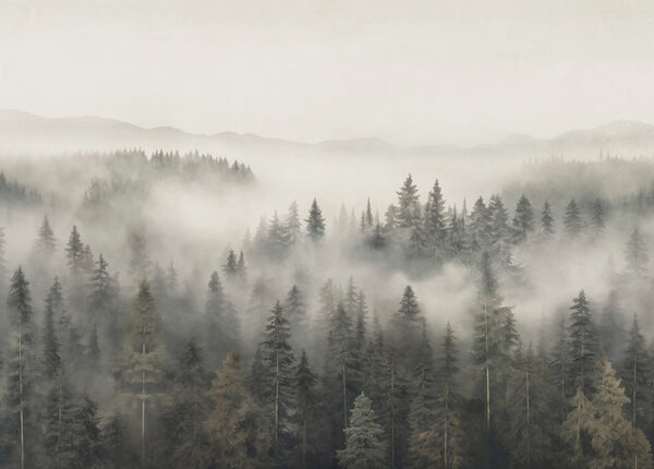 Forêt avec brouillard et montagnes Forêt avec brouillard et montagnes