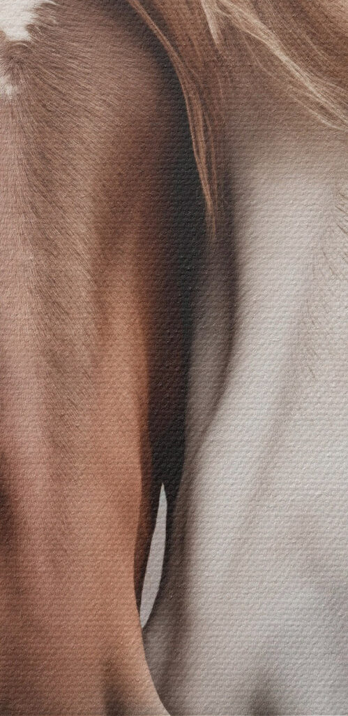 Two horses with their heads together Two horses with their heads together