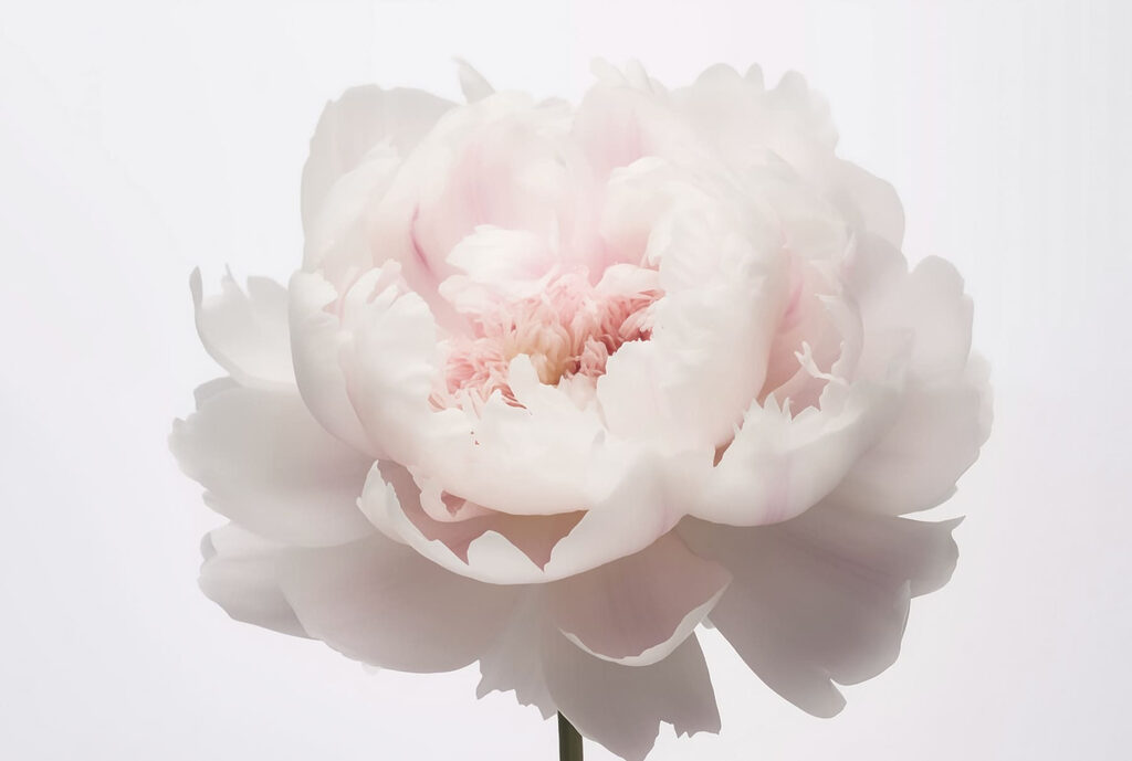 Pétales délicats dans une douce floraison Pétales délicats dans une douce floraison