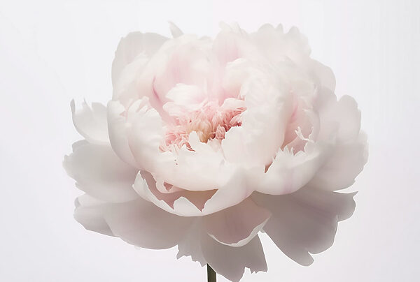 Pétales délicats dans une douce floraison Pétales délicats dans une douce floraison