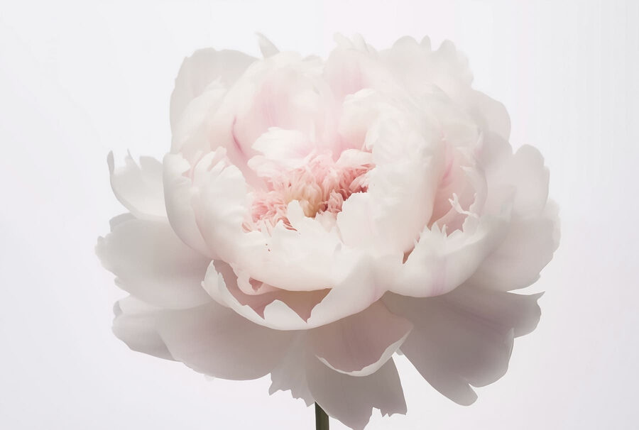 Pétales délicats dans une douce floraison