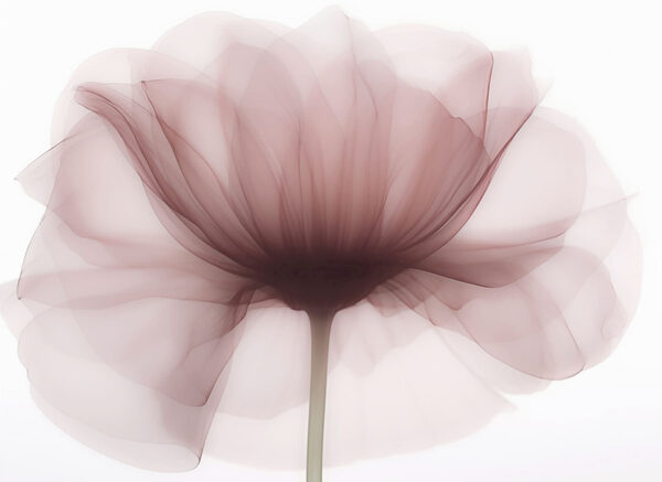 Fleur avec une fleur transparente Fleur avec une fleur transparente