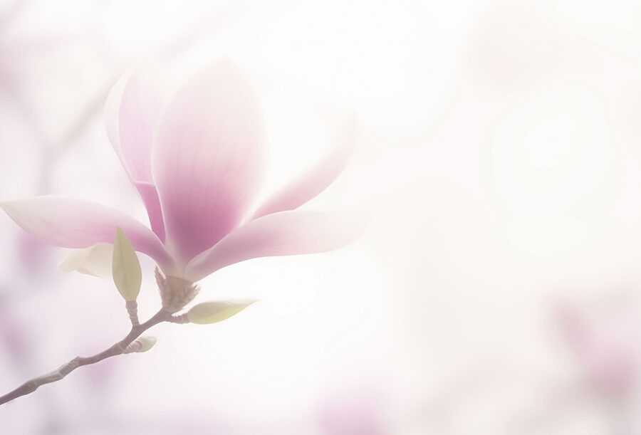 Fleur délicate dans une mise au point douce