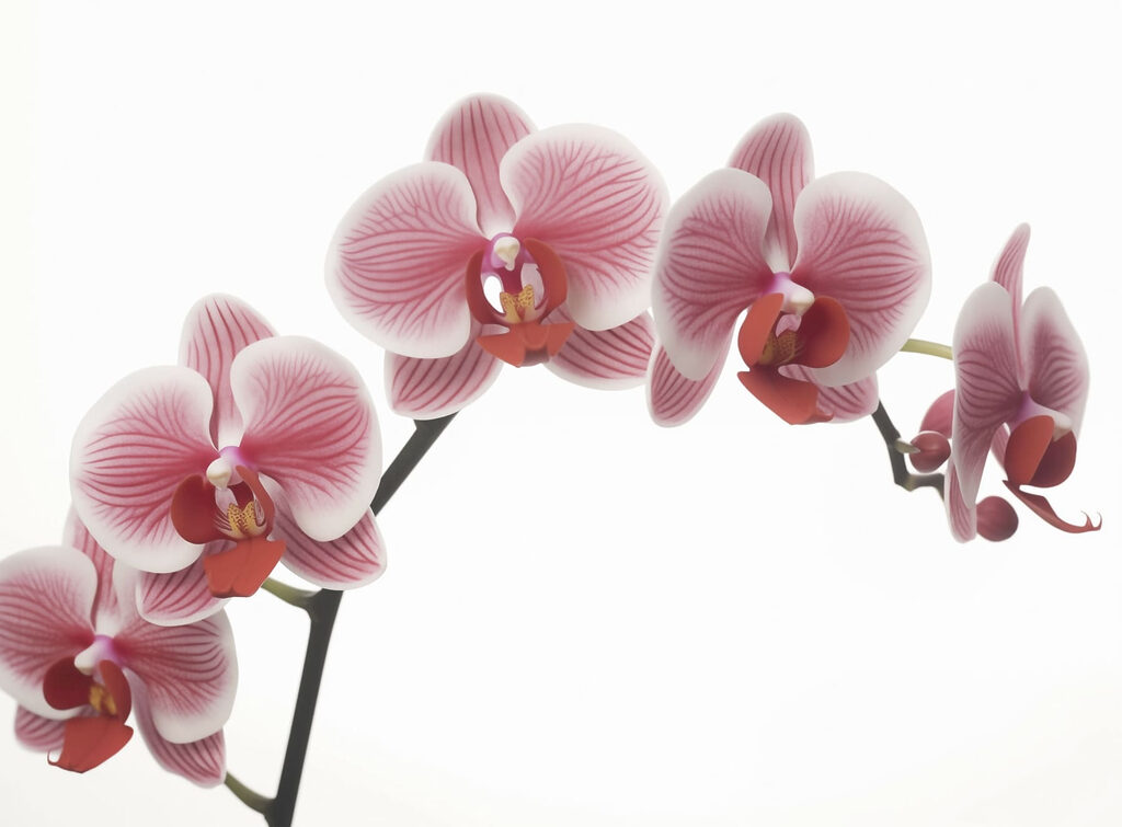 Délicates orchidées en pleine floraison Délicates orchidées en pleine floraison