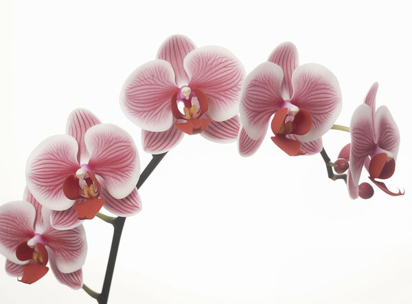 Délicates orchidées en pleine floraison Délicates orchidées en pleine floraison