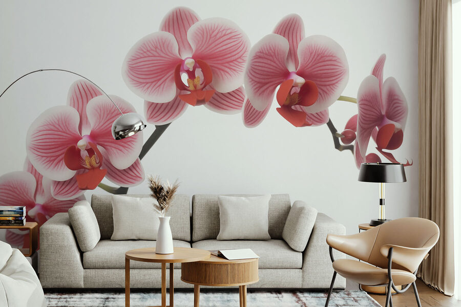 Délicates orchidées en pleine floraison