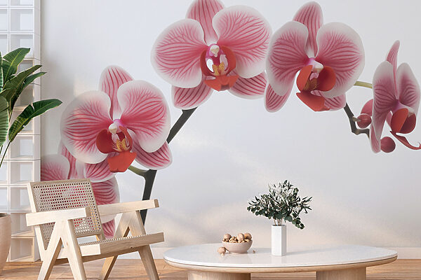 Délicates orchidées en pleine floraison Délicates orchidées en pleine floraison