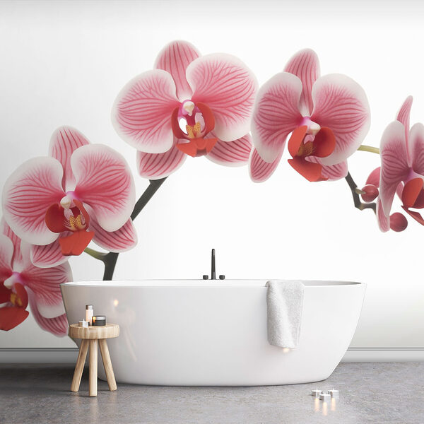 Délicates orchidées en pleine floraison Délicates orchidées en pleine floraison
