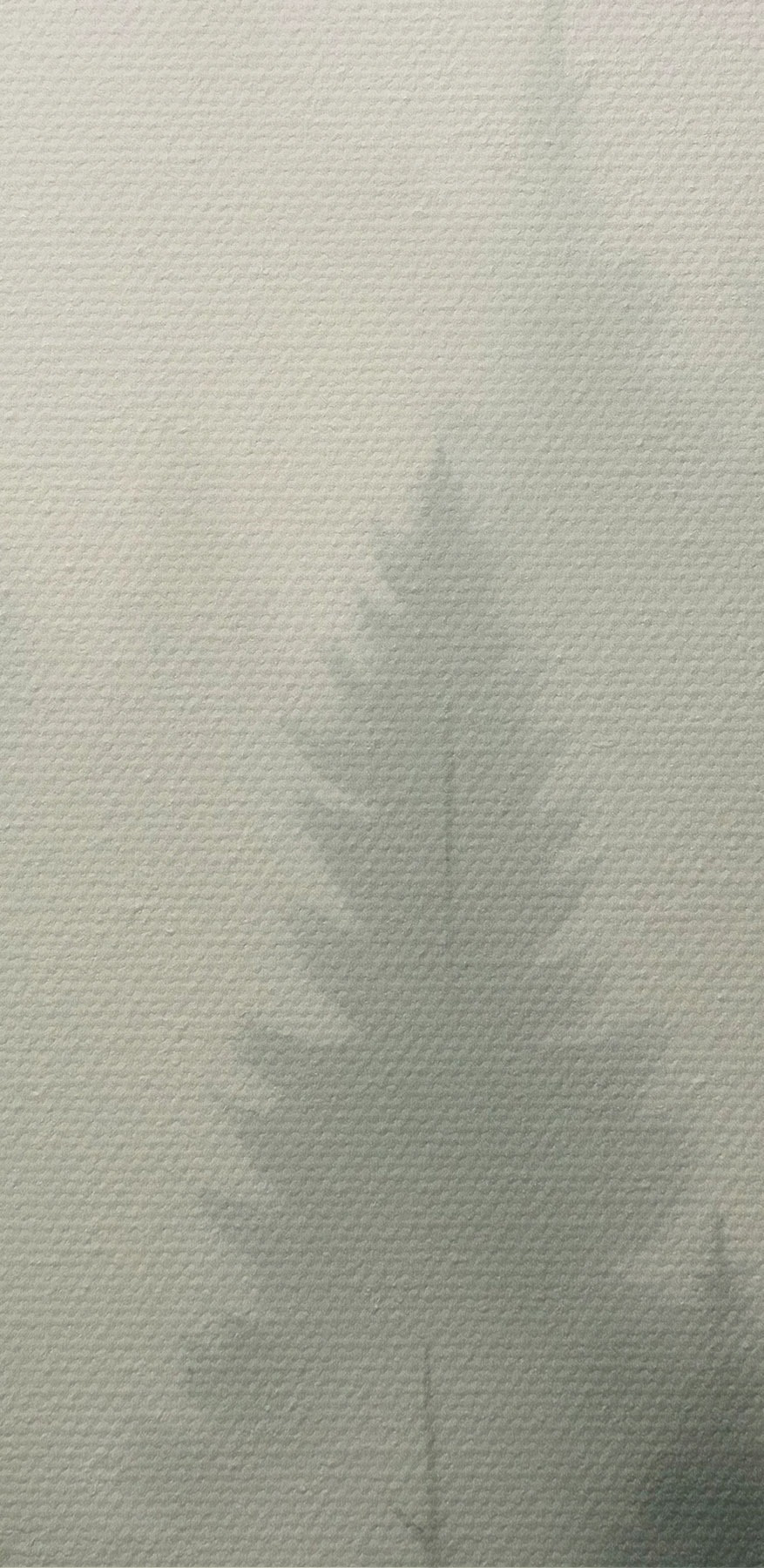 Forêt brumeuse avec des arbres et une montagne en arrière-plan Forêt brumeuse avec des arbres et une montagne en arrière-plan