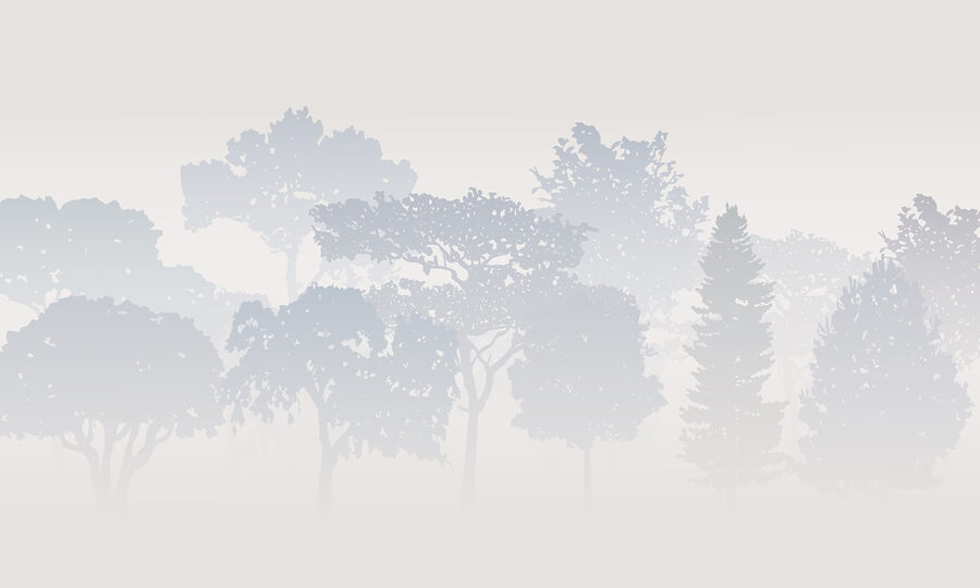 Groupe d'arbres dans le brouillard