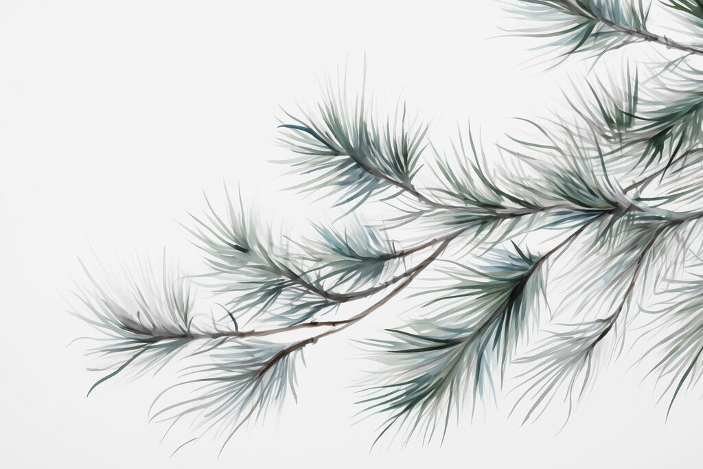 Branches de pin délicates sur fond blanc Branches de pin délicates sur fond blanc