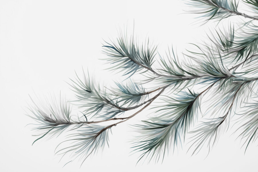 Branches de pin délicates sur fond blanc