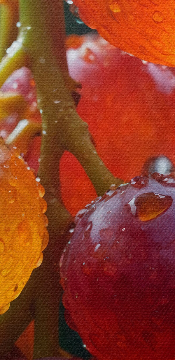 Grappe de raisins avec des gouttes d'eau dessus Grappe de raisins avec des gouttes d'eau dessus