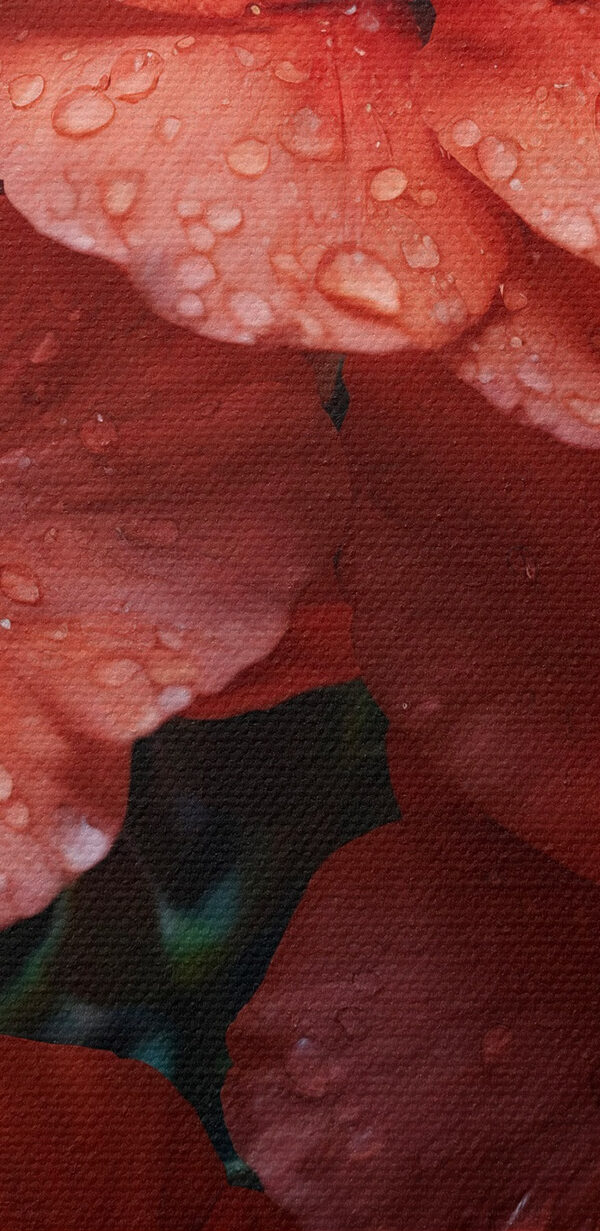 Group of red flowers with water droplets