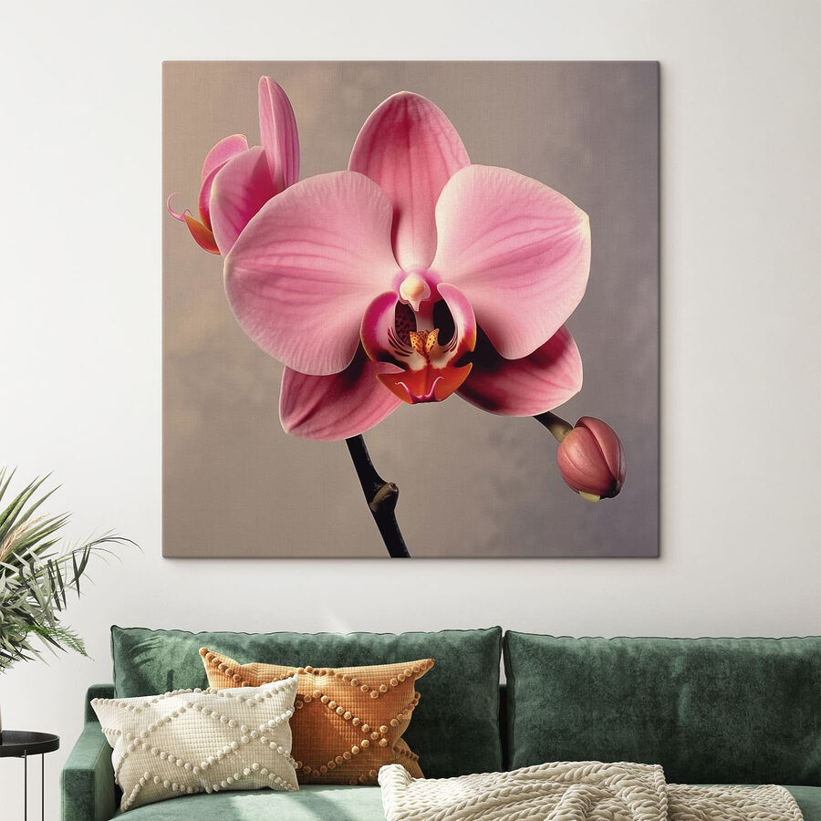 Orchidée rose délicate en pleine floraison