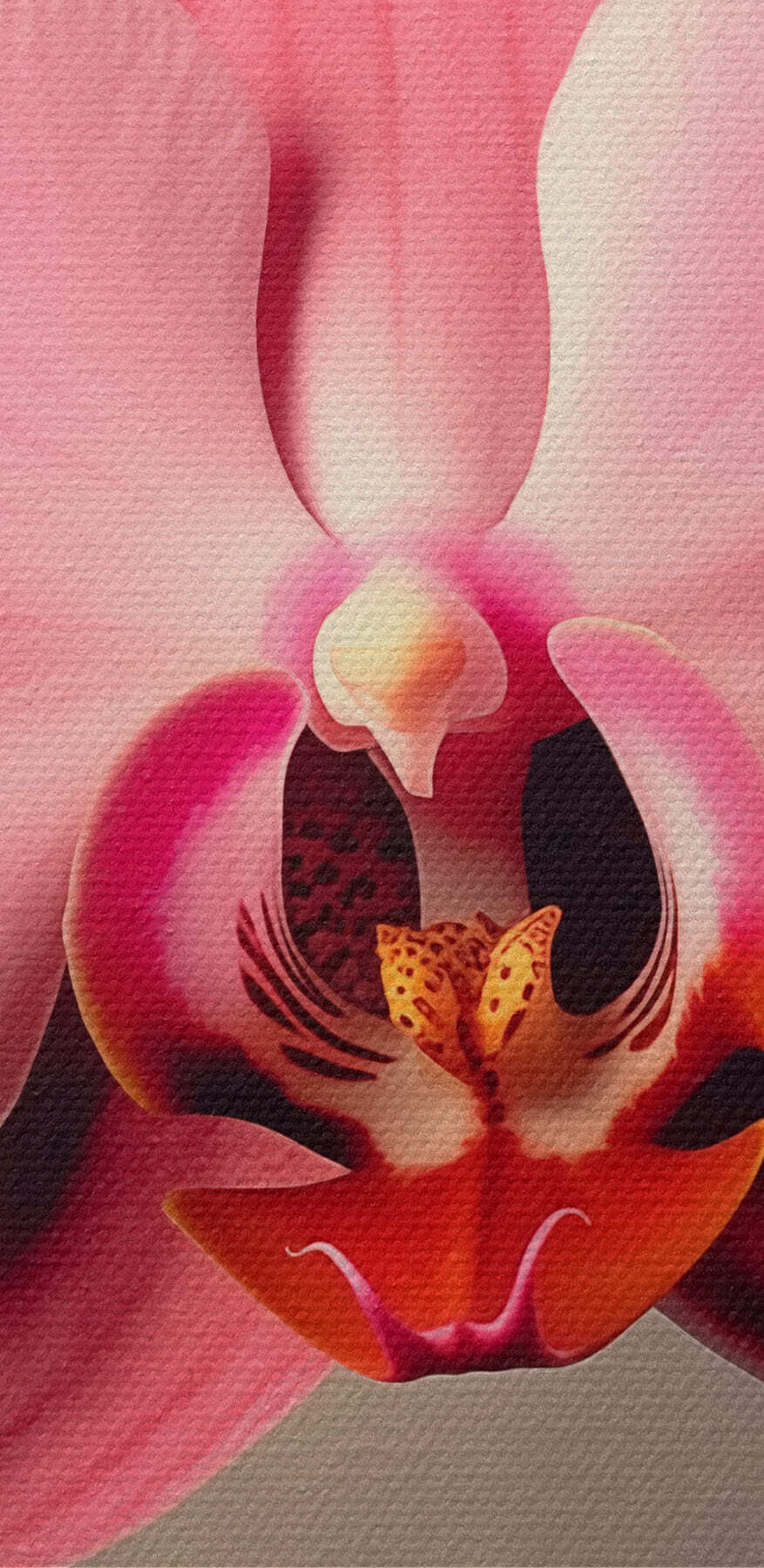 Orchidée rose délicate en pleine floraison