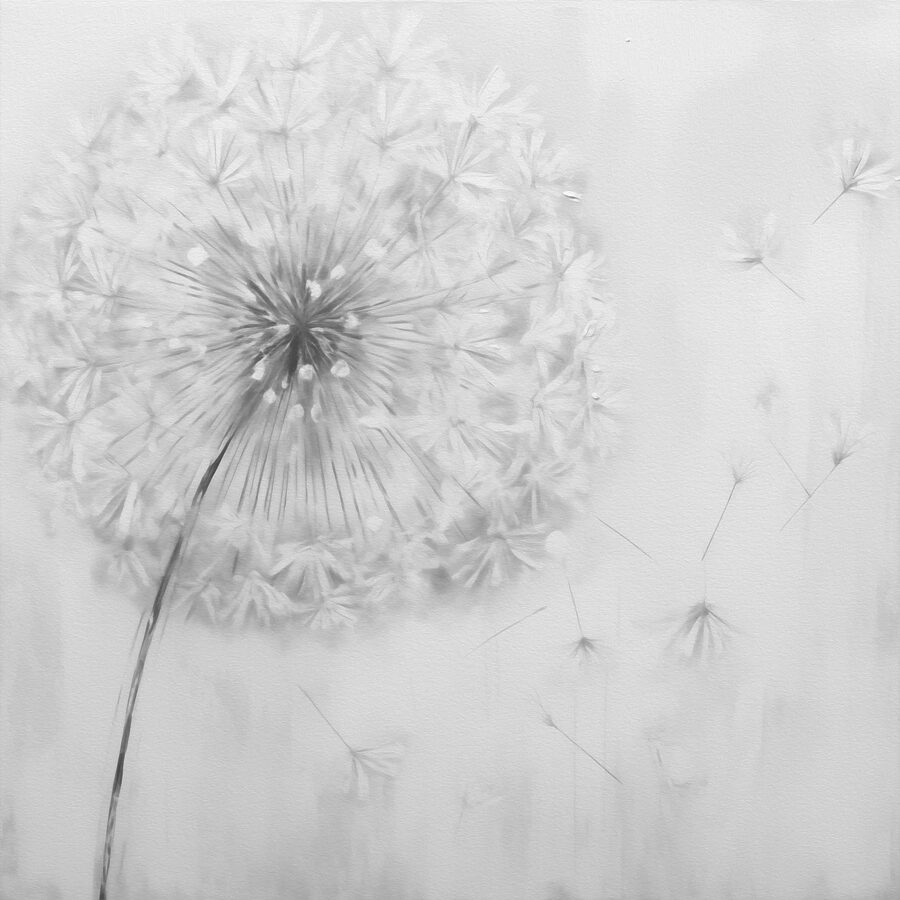 Fleur de pissenlit dont les graines volent en l'air