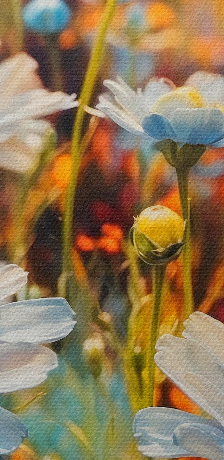 Des fleurs éclatantes dans un champ coloré