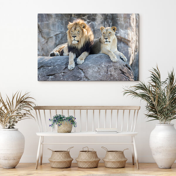 Un couple de lions couché sur un rocher Un couple de lions couché sur un rocher