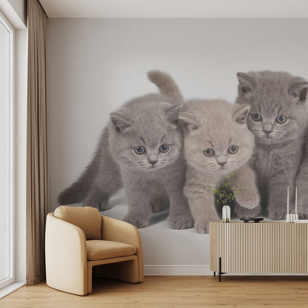 Groupe de chatons se tenant ensemble Groupe de chatons se tenant ensemble