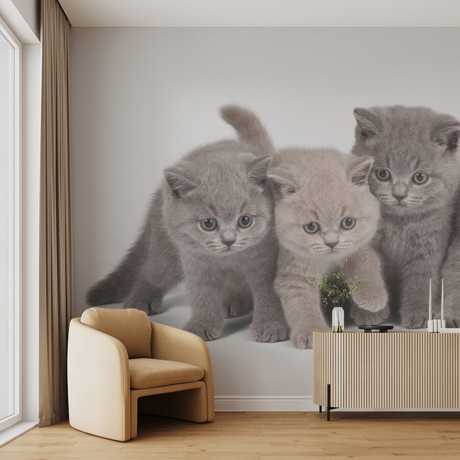 Groupe de chatons se tenant ensemble Groupe de chatons se tenant ensemble