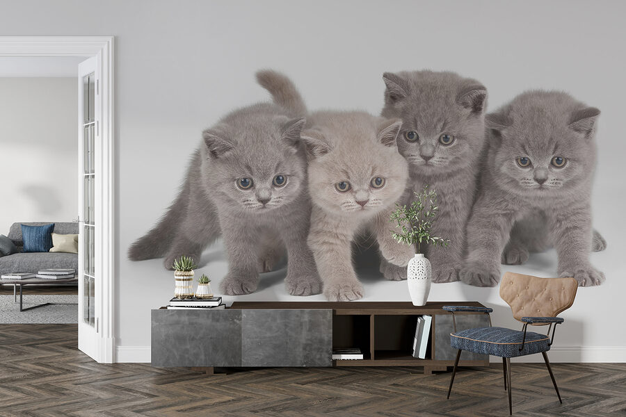 Groupe de chatons se tenant ensemble Groupe de chatons se tenant ensemble