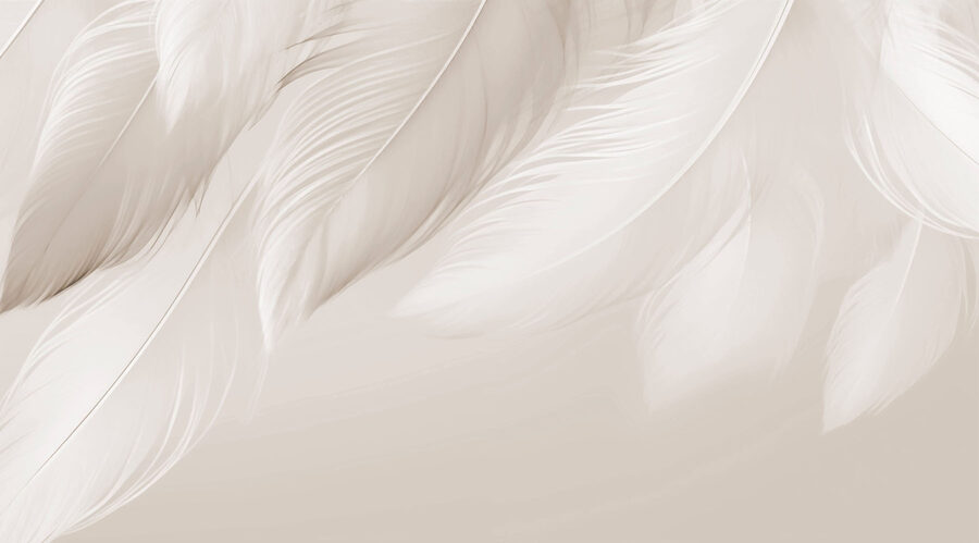 Plumes délicates sur fond doux