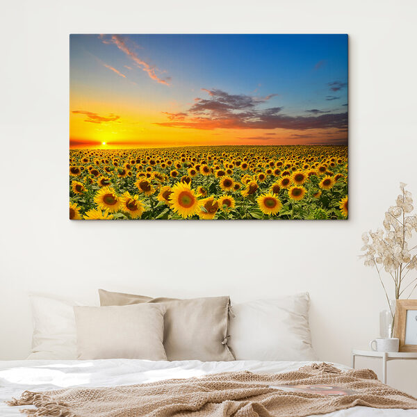 Champ de tournesols au coucher du soleil Champ de tournesols au coucher du soleil