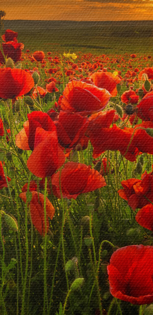 Un champ de fleurs rouges Un champ de fleurs rouges