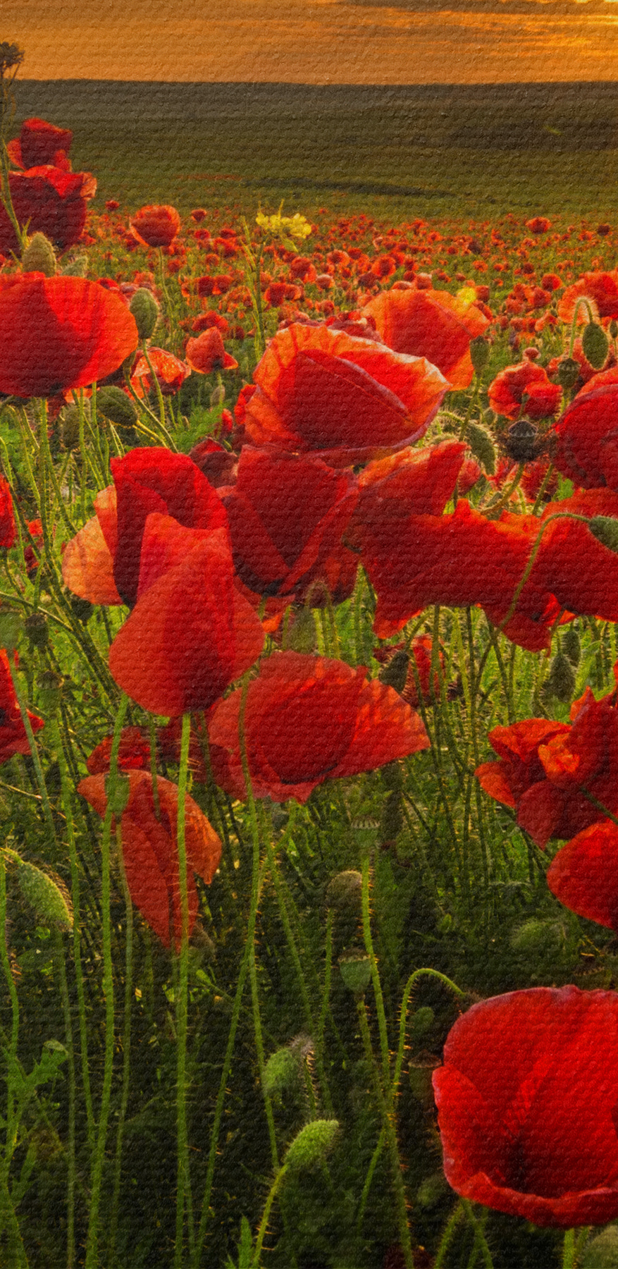 Un champ de fleurs rouges Un champ de fleurs rouges