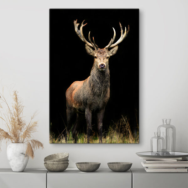 Un cerf avec des bois dans l'obscurité Un cerf avec des bois dans l'obscurité
