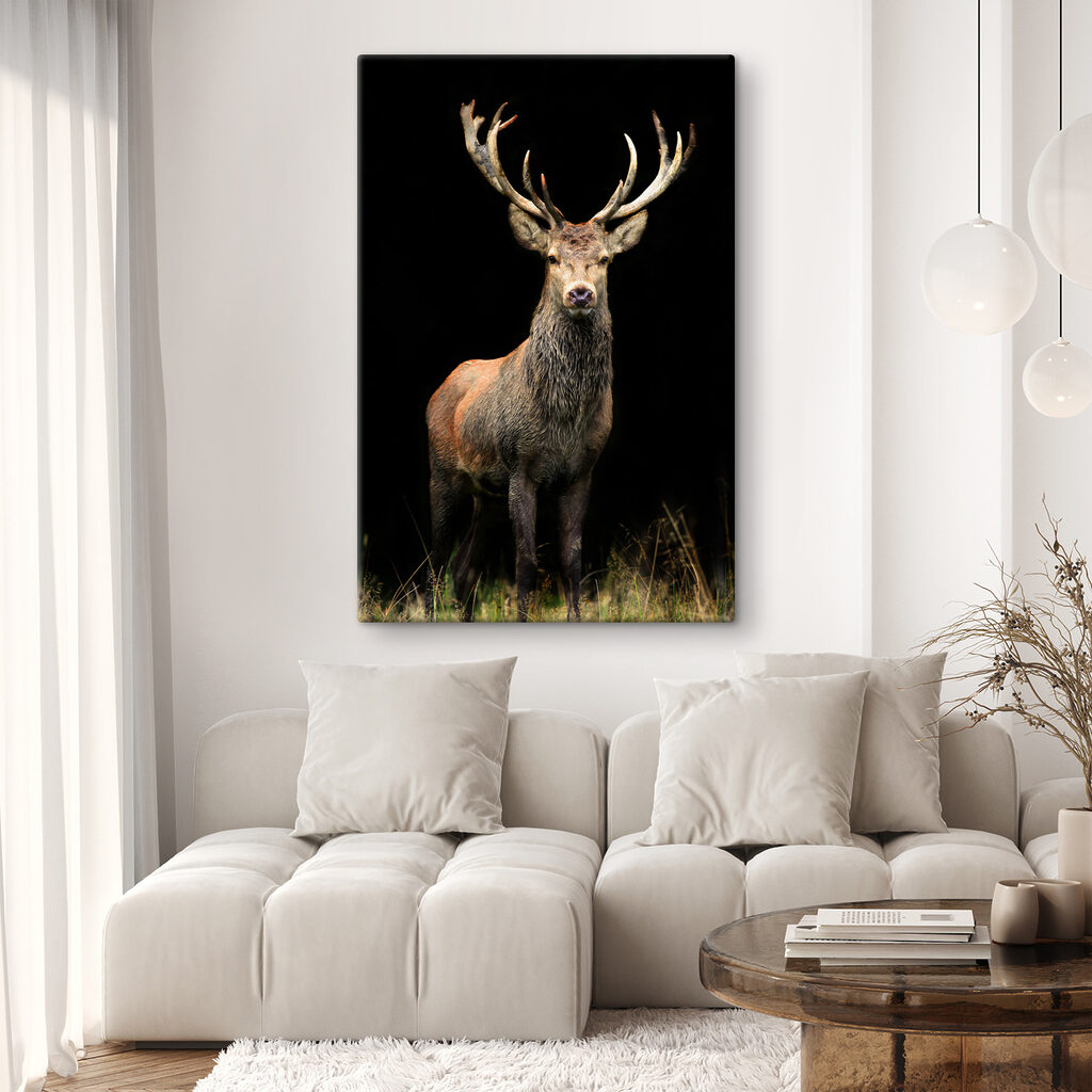 A deer with antlers standing in the dark