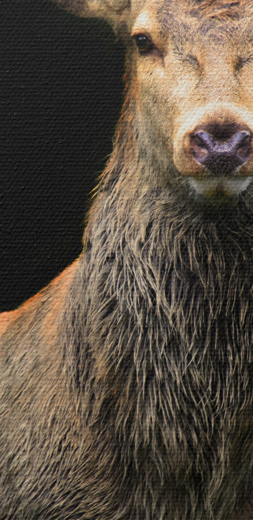 Un cerf avec des bois dans l'obscurité