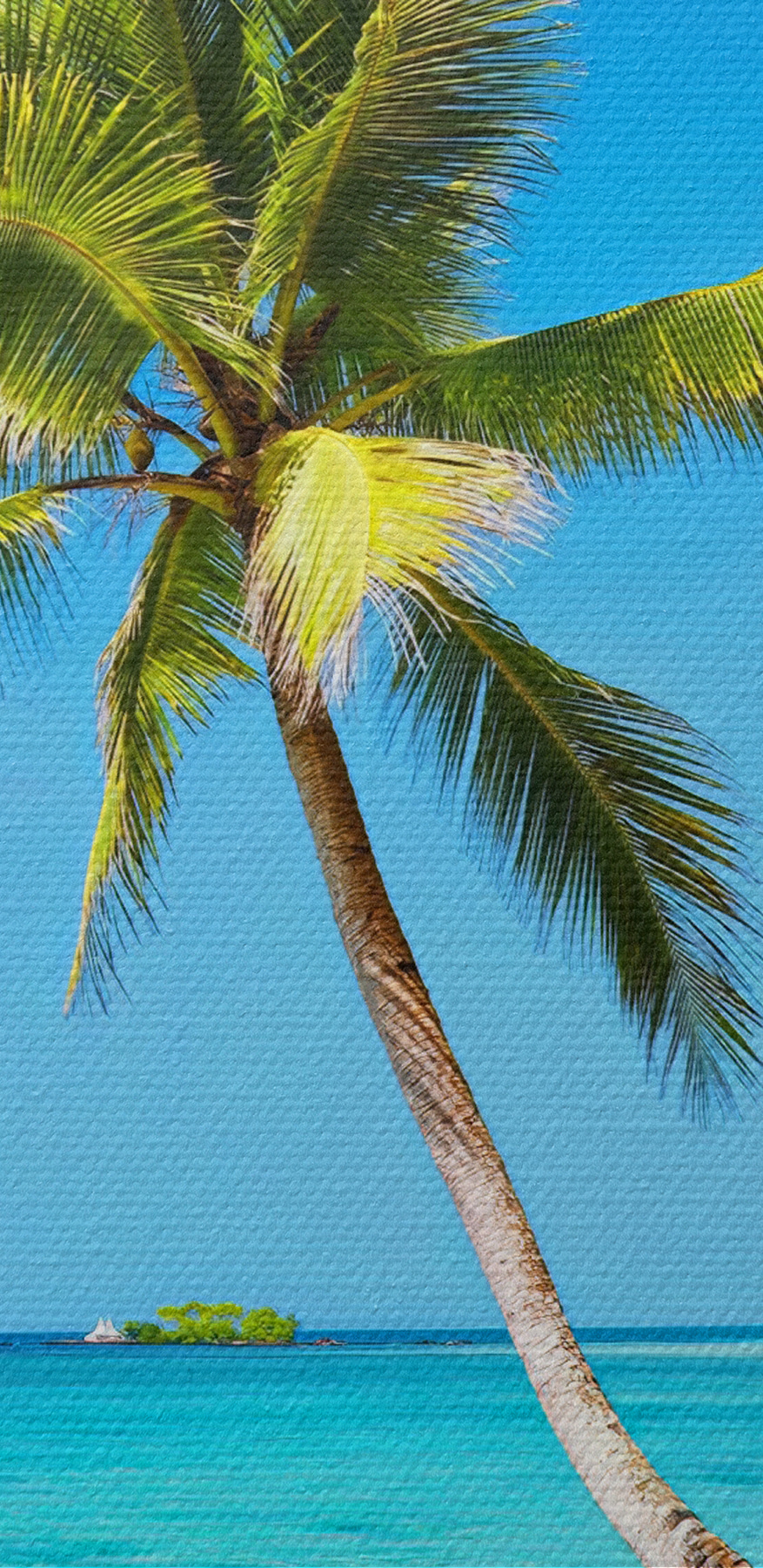 Palmiers sur une plage Palmiers sur une plage