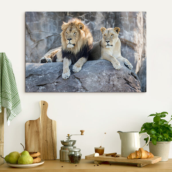 Un couple de lions couché sur un rocher Un couple de lions couché sur un rocher