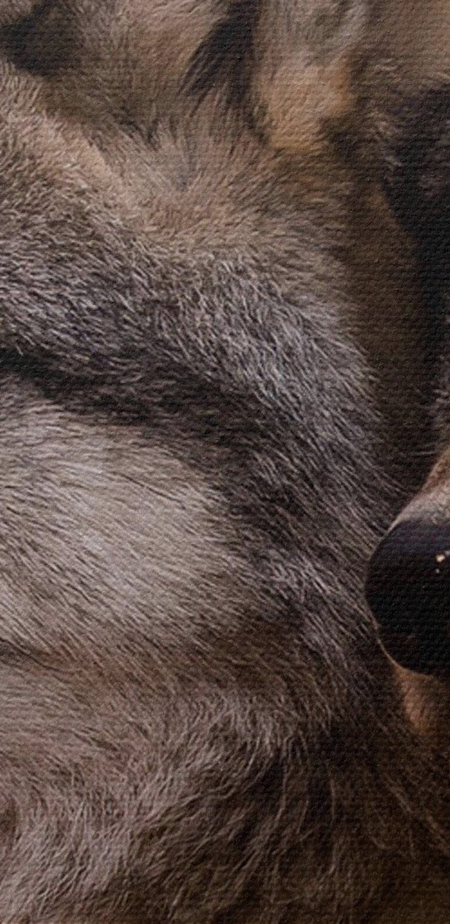 Un couple de loups dans les bois