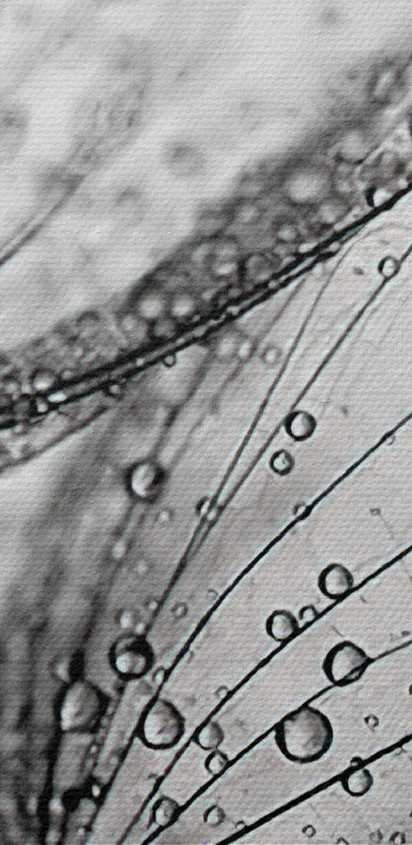 Gros plan de gouttelettes d'eau sur des graines Gros plan de gouttelettes d'eau sur des graines