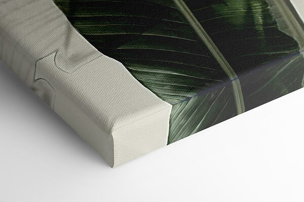 Gros plan sur une plante Gros plan sur une plante