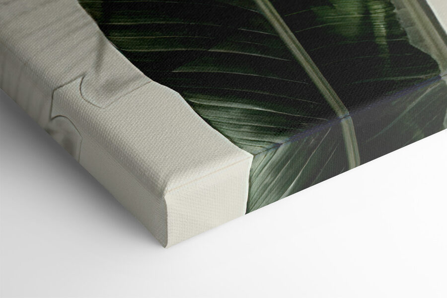 Gros plan sur une plante Gros plan sur une plante