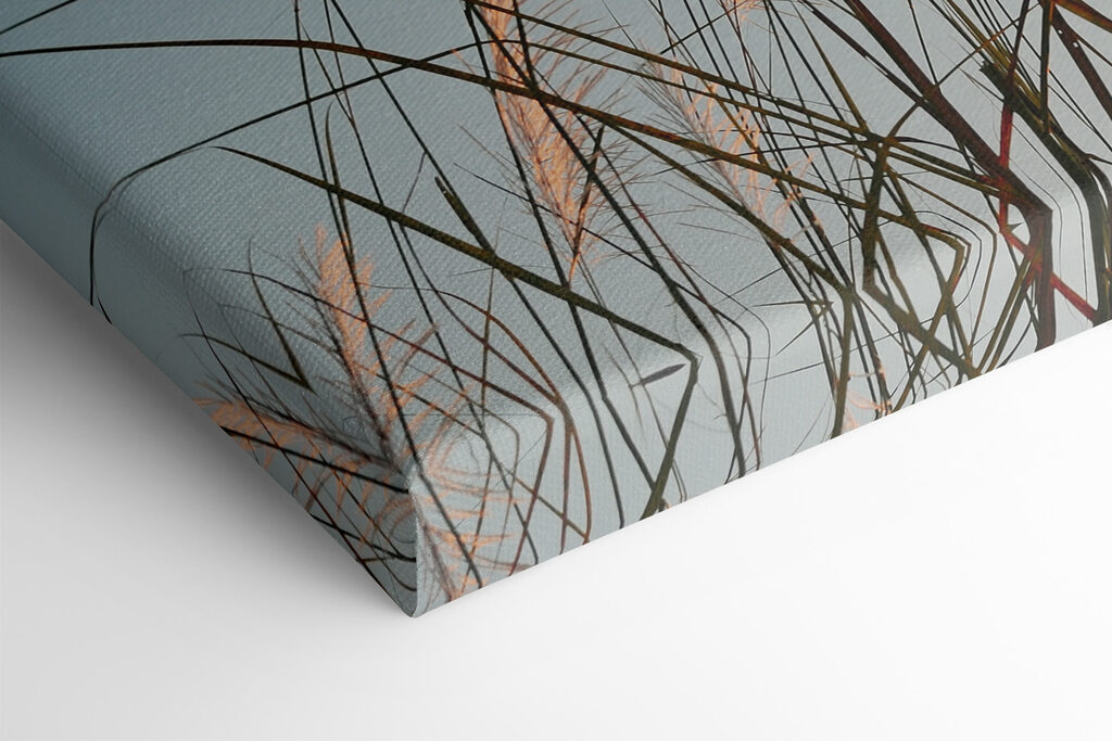 A group of tall grass