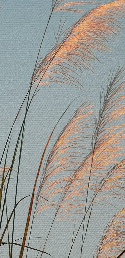 A group of tall grass