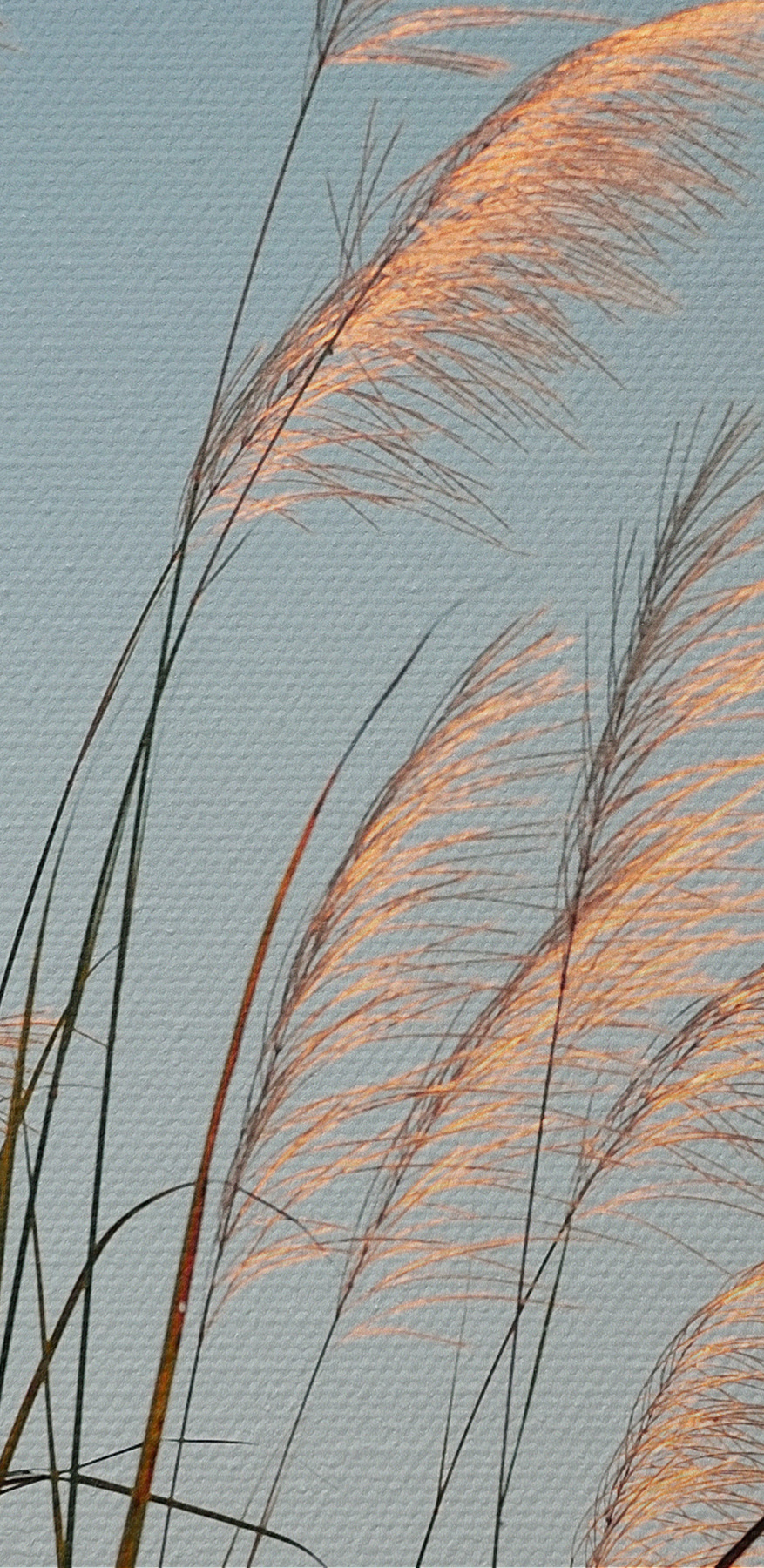 Un groupe d'herbes hautes