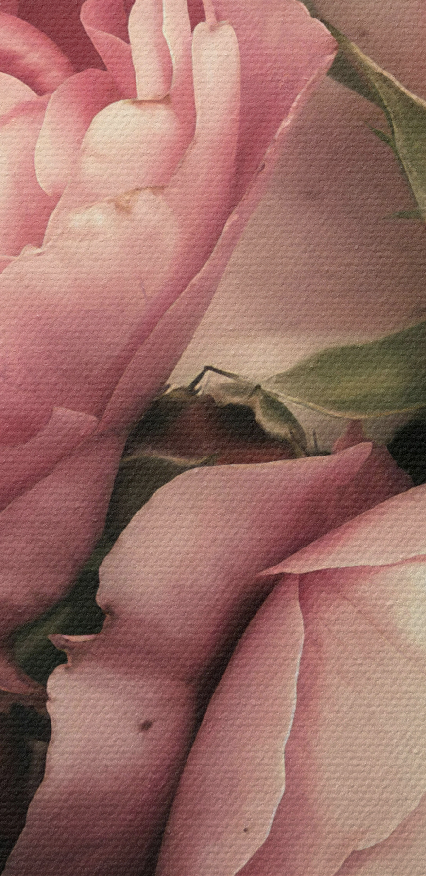 Groupe de roses roses et blanches