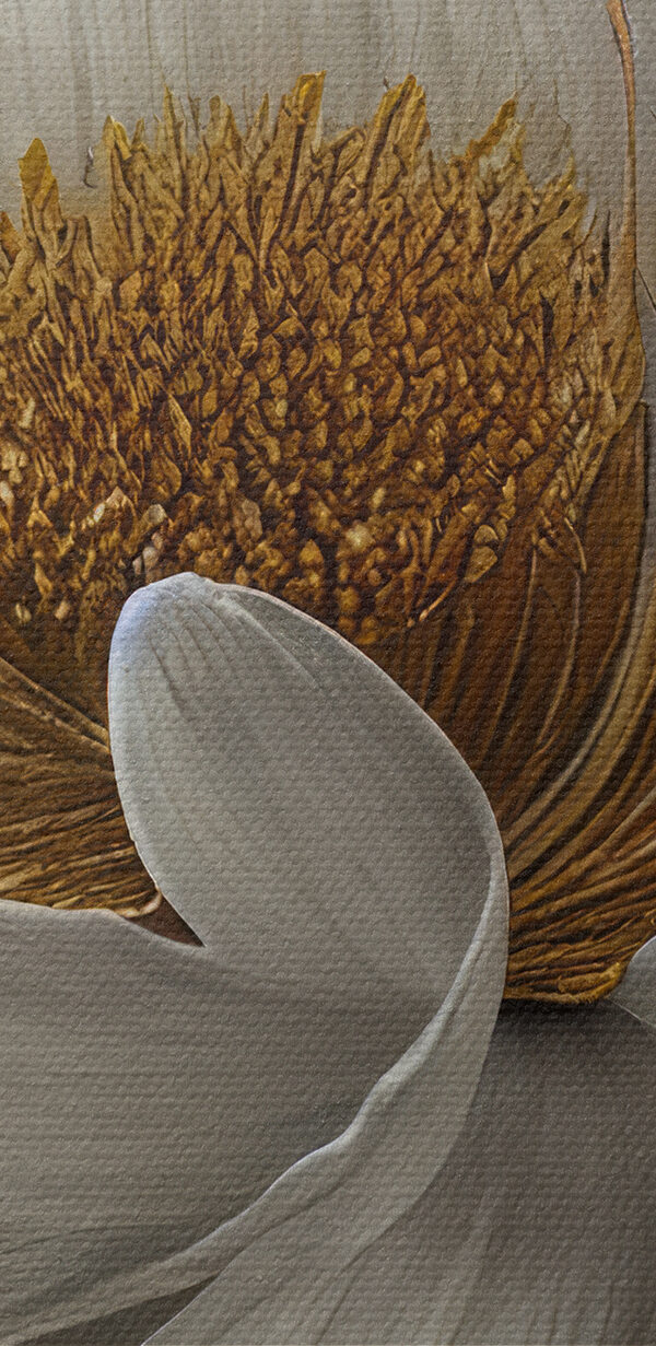 Une fleur blanche avec un centre jaune Une fleur blanche avec un centre jaune