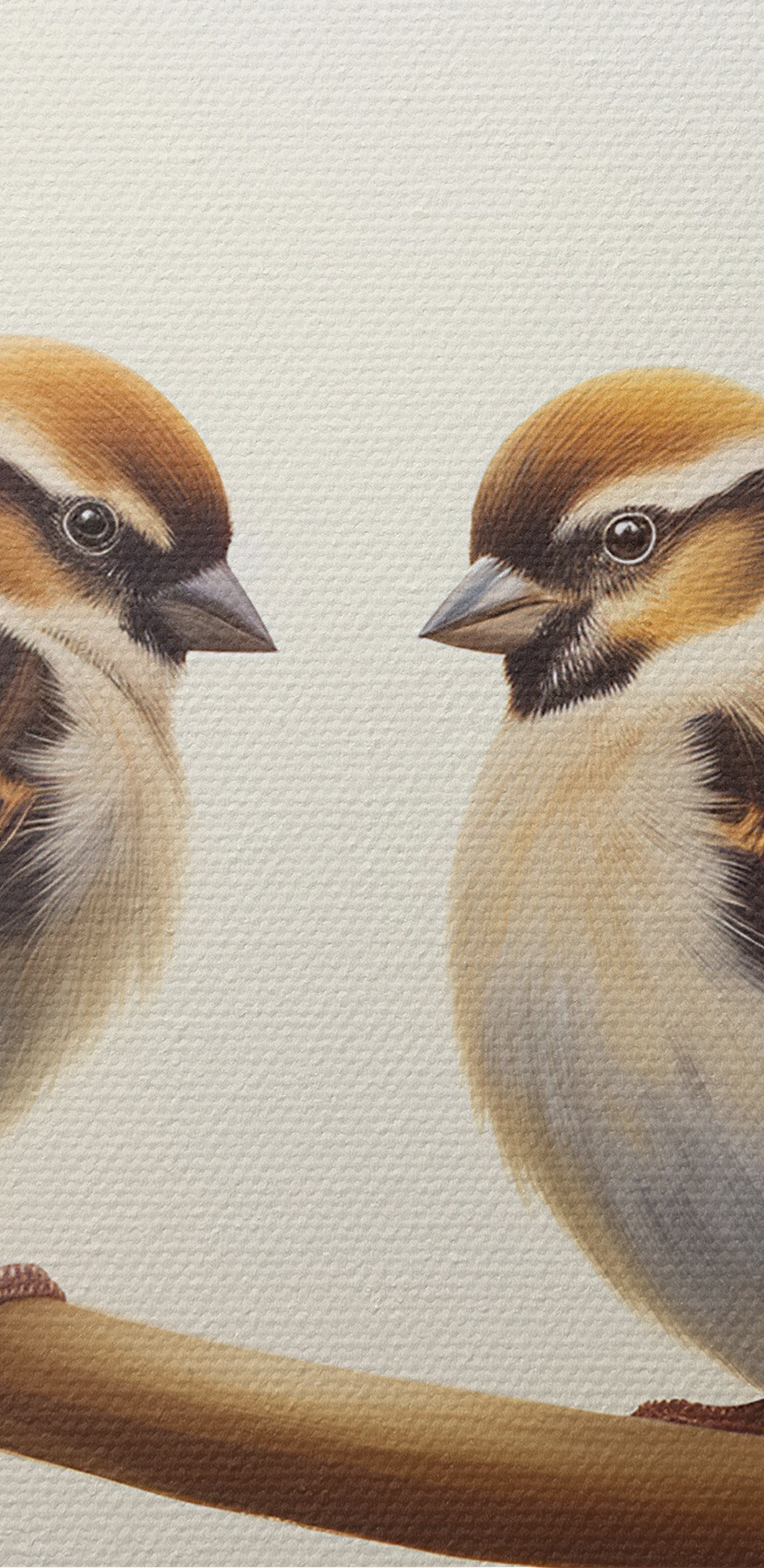 Deux oiseaux sur une branche Deux oiseaux sur une branche