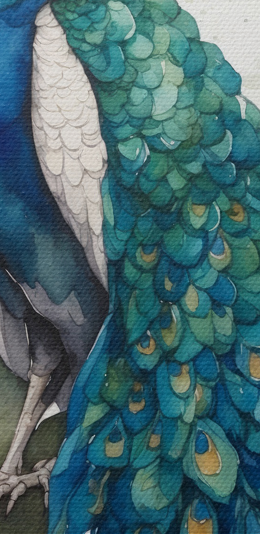 Une aquarelle d'un paon