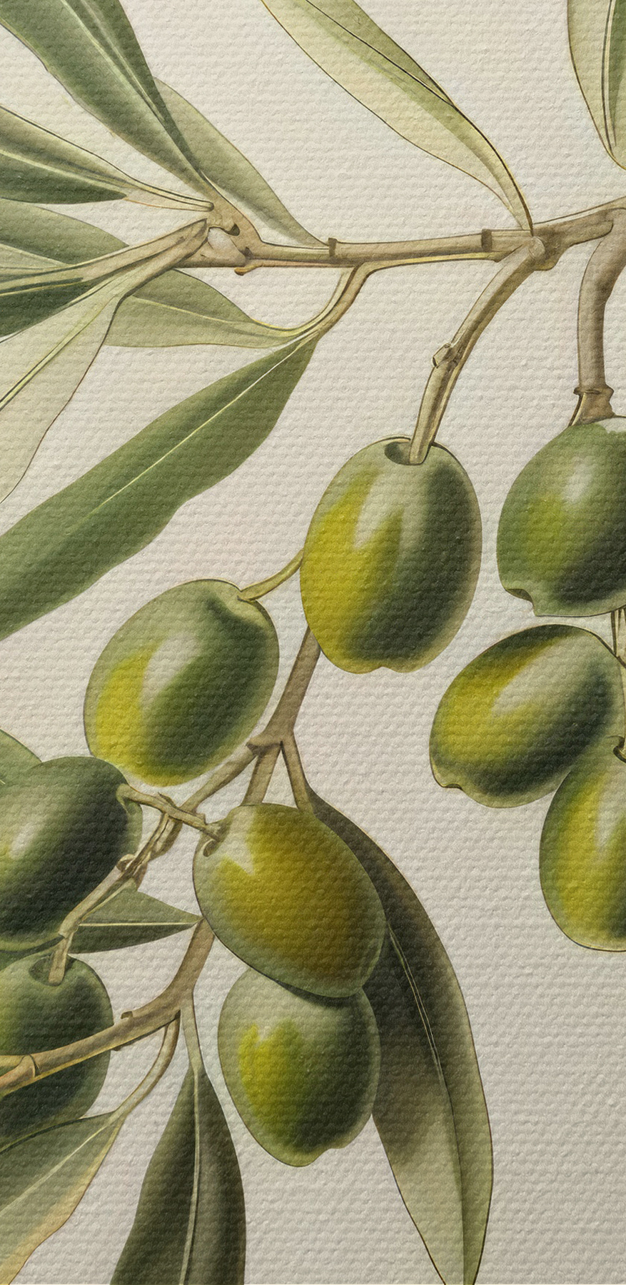 Un fruit vert sur une branche